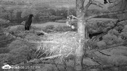 VINS Bald Eagles Nest Live Cams - Jul 28, 2026, 8:27pm EDT