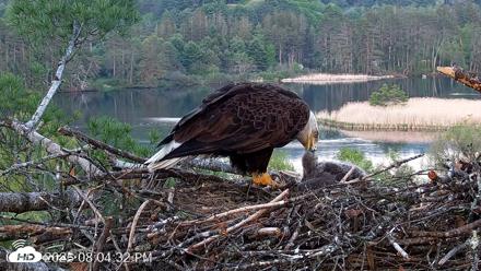 VINS Bald Eagles Nest Live Cams - May 18, 2026, 8:05pm EDT