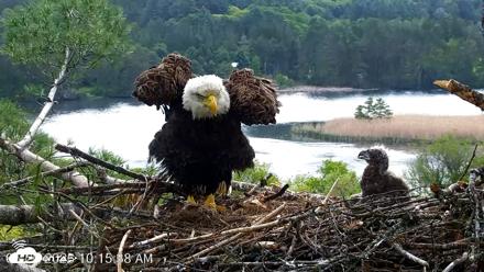 VINS Bald Eagles Nest Live Cams - May 20, 2026, 10:16am EDT