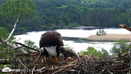 VINS Bald Eagles Nest Live Cams - May 20, 2026, 10:14am EDT