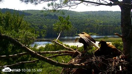 VINS Bald Eagles Nest Live Cams - Jul 17, 2026, 10:09am EDT