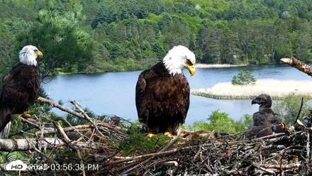 VINS Bald Eagles Nest Live Cams - May 21, 2026, 3:57pm EDT