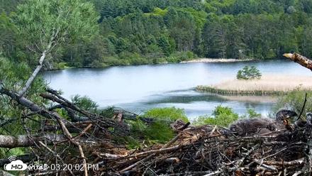 VINS Bald Eagles Nest Live Cams - May 21, 2026, 3:20pm EDT