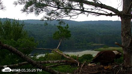 VINS Bald Eagles Nest Live Cams - Jul 21, 2026, 5:36pm EDT