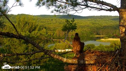 VINS Bald Eagles Nest Live Cams - Jul 8, 2026, 6:52pm EDT