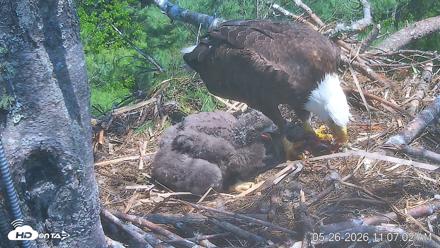 VINS Bald Eagles Nest Live Cams - May 26, 2026, 11:07am EDT