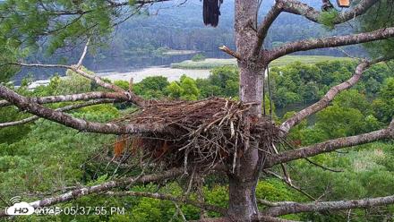 VINS Bald Eagles Nest Live Cams - Jul 28, 2026, 5:38pm EDT