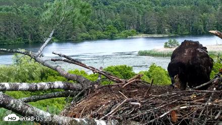 VINS Bald Eagles Nest Live Cams - Jun 23, 2026, 3:30pm EDT