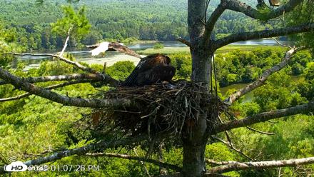 VINS Bald Eagles Nest Live Cams - Jul 27, 2026, 1:08pm EDT