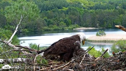 VINS Bald Eagles Nest Live Cams - May 25, 2026, 2:04pm EDT