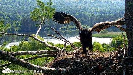 VINS Bald Eagles Nest Live Cams - Jul 1, 2026, 10:47am EDT