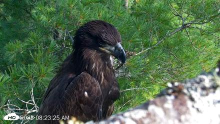 VINS Bald Eagles Nest Live Cams - Jul 26, 2026, 8:24am EDT