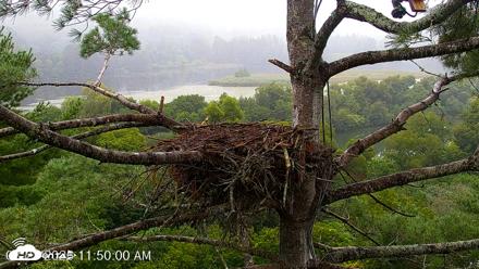 VINS Bald Eagles Nest Live Cams - Aug 23, 2026, 11:51am EDT