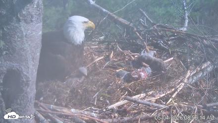 VINS Bald Eagles Nest Live Cams - May 4, 2026, 8:57am EDT