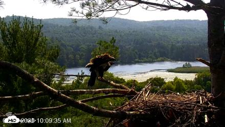 VINS Bald Eagles Nest Live Cams - Jul 16, 2026, 10:10am EDT