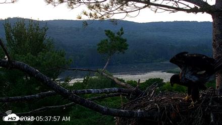 VINS Bald Eagles Nest Live Cams - Jul 14, 2026, 5:38am EDT