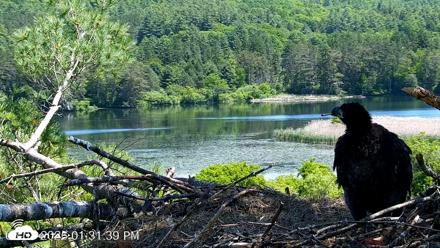 VINS Bald Eagles Nest Live Cams - Jun 8, 2026, 1:33pm EDT