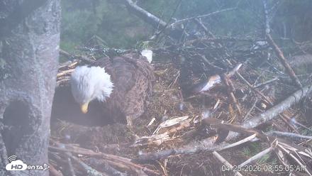 VINS Bald Eagles Nest Live Cams - Apr 25, 2026, 8:55am EDT