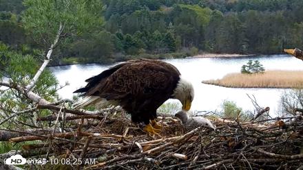 VINS Bald Eagles Nest Live Cams - May 8, 2026, 10:09am EDT