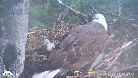 VINS Bald Eagles Nest Live Cams - May 5, 2026, 8:37am EDT