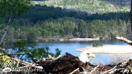 VINS Bald Eagles Nest Live Cams - Apr 27, 2026, 4:09pm EDT