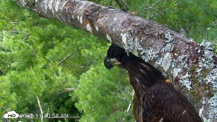 VINS Bald Eagles Nest Live Cams - Jul 28, 2026, 11:41am EDT