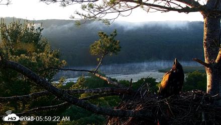 VINS Bald Eagles Nest Live Cams - Jul 17, 2026, 6:00am EDT