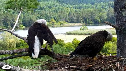 VINS Bald Eagles Nest Live Cams - Aug 22, 2026, 2:17pm EDT