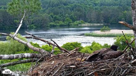 VINS Bald Eagles Nest Live Cams - Jun 22, 2026, 11:33am EDT