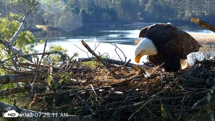 VINS Bald Eagles Nest Live Cams - Apr 24, 2026, 7:25am EDT
