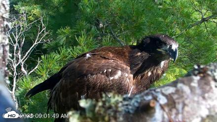 VINS Bald Eagles Nest Live Cams - Jul 26, 2026, 9:02am EDT