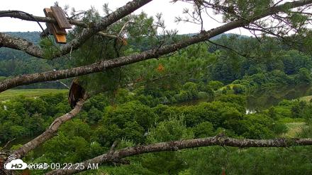 VINS Bald Eagles Nest Live Cams - Jul 18, 2026, 9:23am EDT