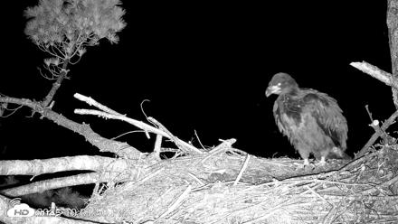 VINS Bald Eagles Nest Live Cams - Jun 20, 2026, 10:02pm EDT