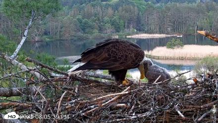 VINS Bald Eagles Nest Live Cams - May 18, 2026, 8:06pm EDT