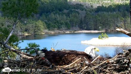 VINS Bald Eagles Nest Live Cams - Apr 27, 2026, 4:13pm EDT