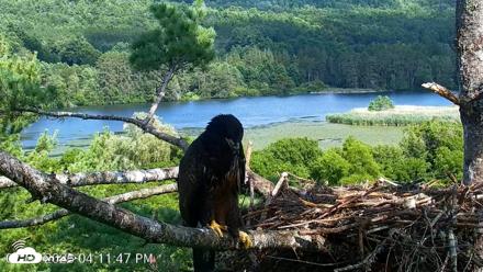 VINS Bald Eagles Nest Live Cams - Jul 22, 2026, 4:12pm EDT
