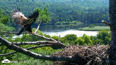 VINS Bald Eagles Nest Live Cams - Jul 24, 2026, 10:43am EDT