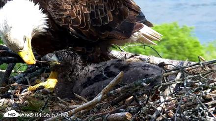 VINS Bald Eagles Nest Live Cams - May 28, 2026, 4:06pm EDT