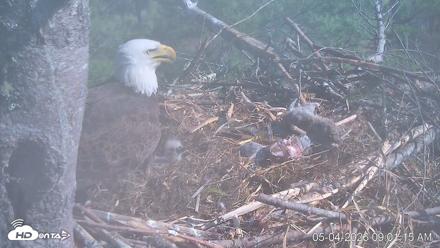 VINS Bald Eagles Nest Live Cams - May 4, 2026, 9:02am EDT
