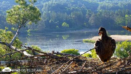 VINS Bald Eagles Nest Live Cams - Jun 4, 2026, 6:46am EDT