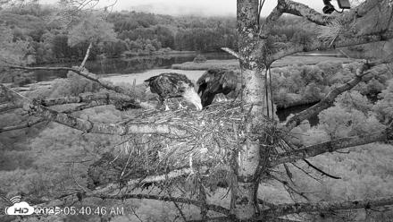 VINS Bald Eagles Nest Live Cams - Aug 13, 2026, 5:41am EDT
