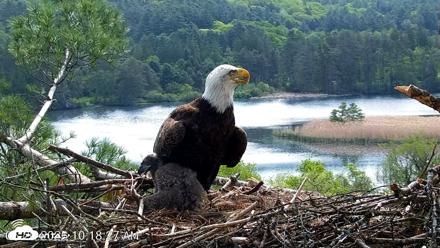 VINS Bald Eagles Nest Live Cams - May 20, 2026, 10:19am EDT
