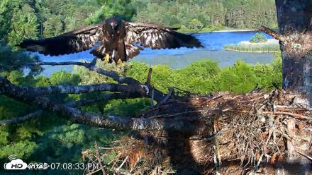 VINS Bald Eagles Nest Live Cams - Jul 22, 2026, 7:10pm EDT