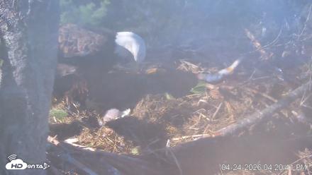 VINS Bald Eagles Nest Live Cams - Apr 24, 2026, 4:27pm EDT