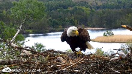 VINS Bald Eagles Nest Live Cams - May 12, 2026, 9:47am EDT
