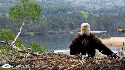 VINS Bald Eagles Nest Live Cams - May 6, 2026, 8:38am EDT