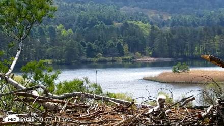 VINS Bald Eagles Nest Live Cams - May 10, 2026, 9:50am EDT