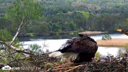 VINS Bald Eagles Nest Live Cams - May 13, 2026, 12:57pm EDT