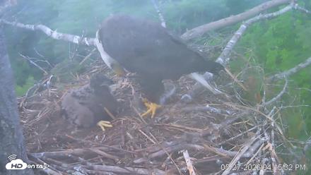 VINS Bald Eagles Nest Live Cams - May 27, 2026, 4:16pm EDT