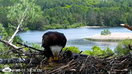 VINS Bald Eagles Nest Live Cams - May 28, 2026, 1:40pm EDT